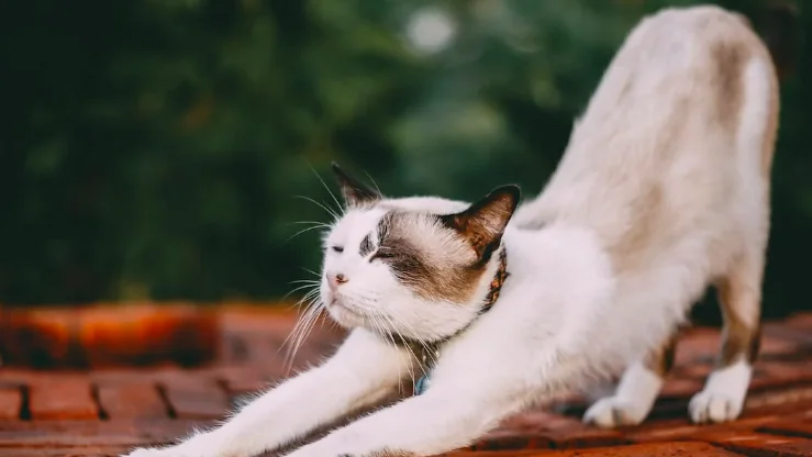 Addio Ratzinger, il Papa dei gatti